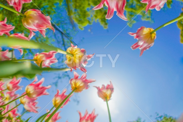 写真のタイトルが入ります