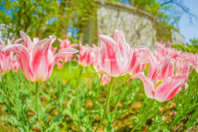 写真のタイトルが入ります