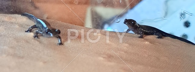 写真のタイトルが入ります
