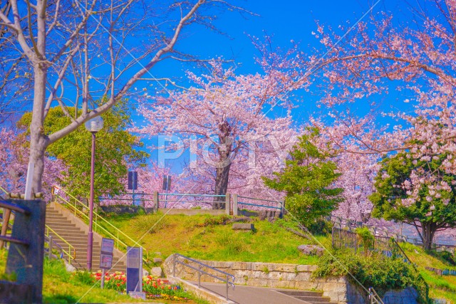 写真のタイトルが入ります