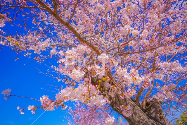 写真のタイトルが入ります