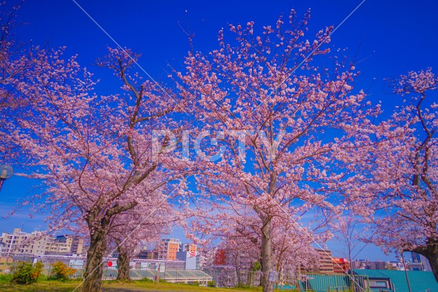 幸ヶ谷公園の桜