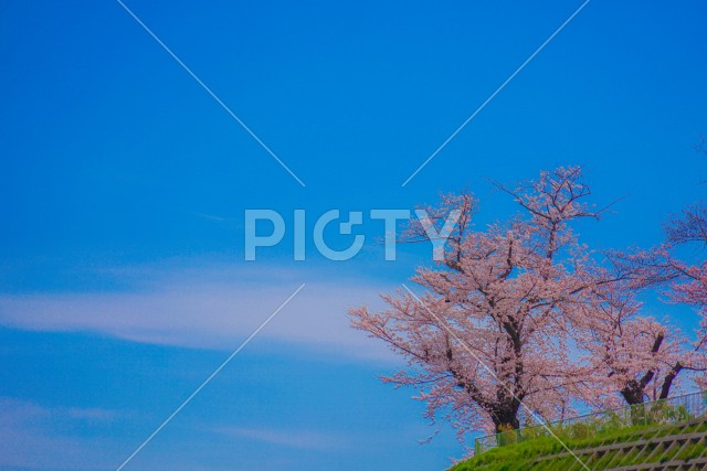 幸ヶ谷公園の桜