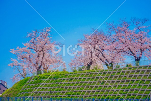 写真のタイトルが入ります