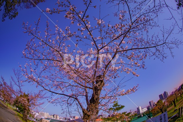 写真のタイトルが入ります