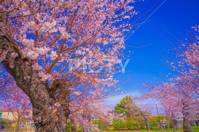 写真のタイトルが入ります