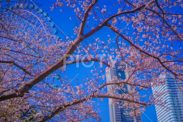 写真のタイトルが入ります