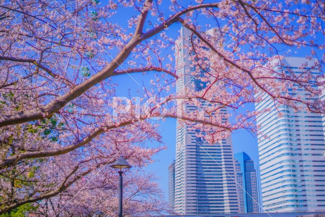 横浜みなとみらいの桜