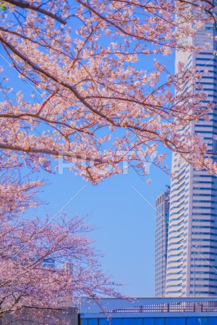 横浜みなとみらいの桜