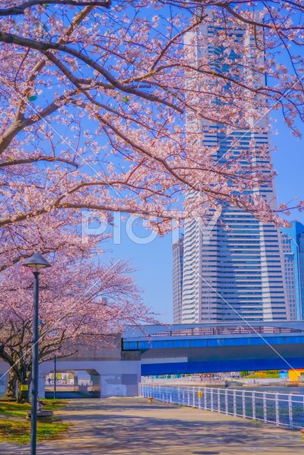 写真のタイトルが入ります
