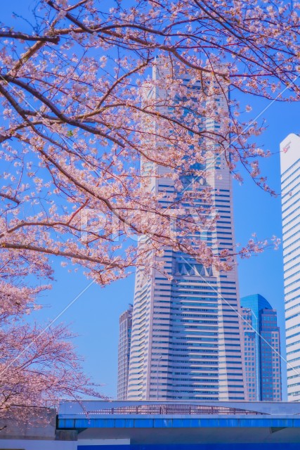 写真のタイトルが入ります