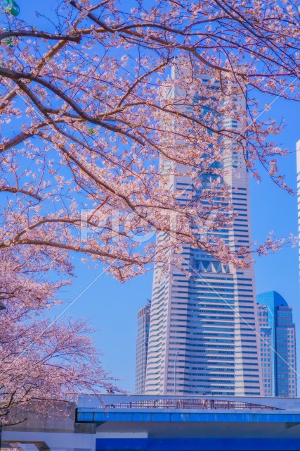 写真のタイトルが入ります