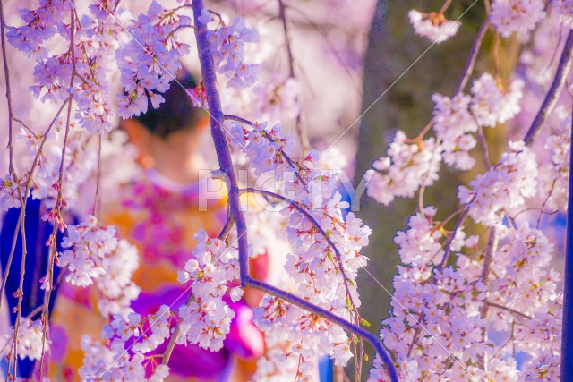 桜と着物の男性