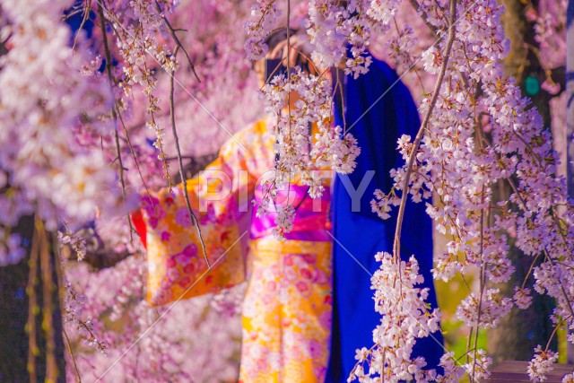 桜と着物の男女