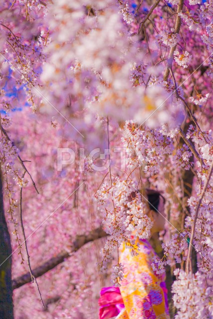 写真のタイトルが入ります