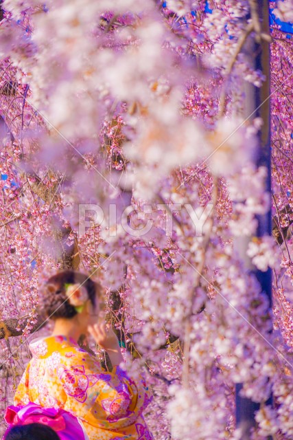 桜と着物の女性