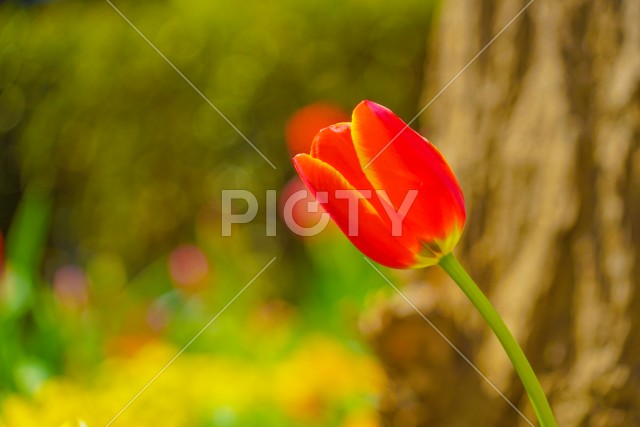 写真のタイトルが入ります