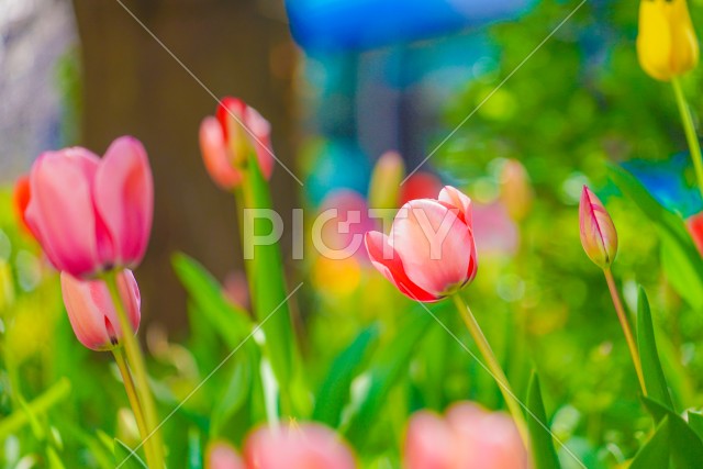 写真のタイトルが入ります