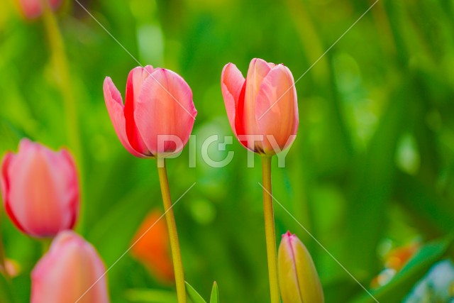 写真のタイトルが入ります
