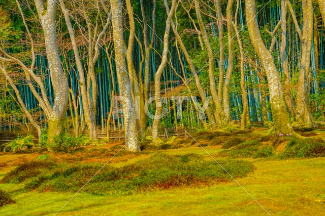 写真のタイトルが入ります