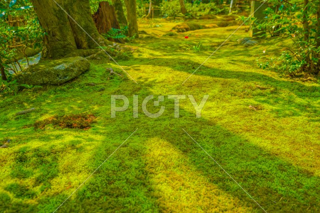 写真のタイトルが入ります