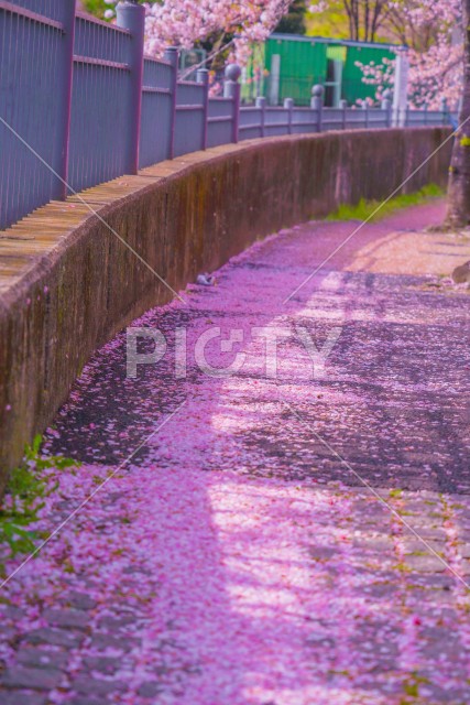 写真のタイトルが入ります