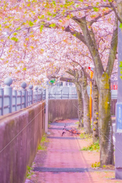 大岡川プロムナードの桜