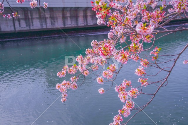 大岡川プロムナードの桜