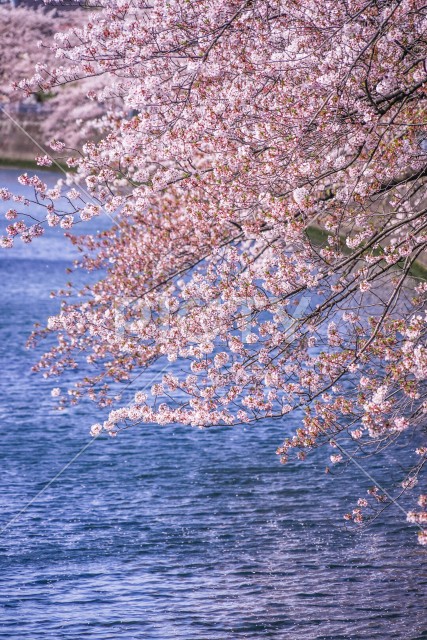 写真のタイトルが入ります