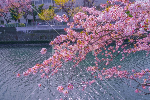 写真のタイトルが入ります