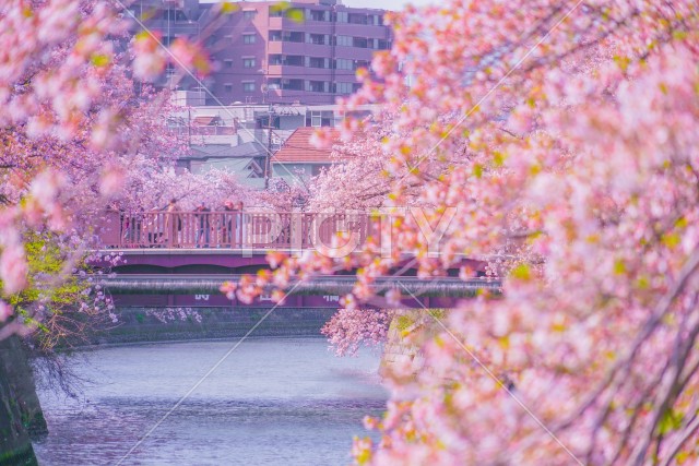 写真のタイトルが入ります