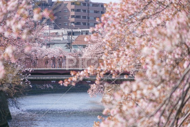 写真のタイトルが入ります