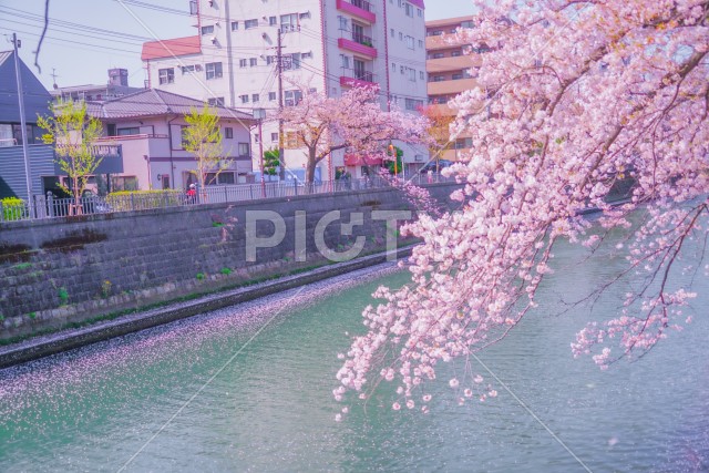 写真のタイトルが入ります