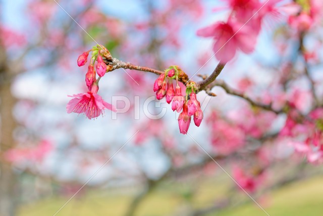 写真のタイトルが入ります