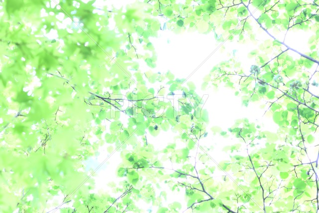 写真のタイトルが入ります