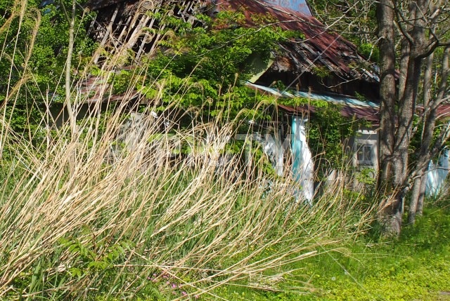 雑草に覆われた茅葺の荒れた廃墟
