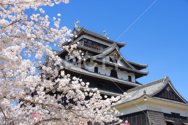 写真のタイトルが入ります