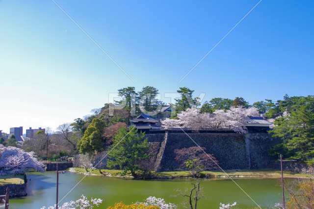 写真のタイトルが入ります