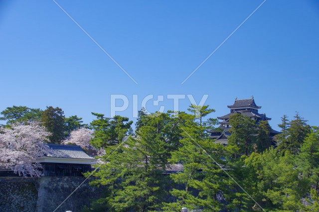 写真のタイトルが入ります