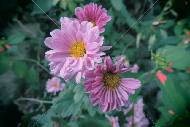 ピンクの小さな菊