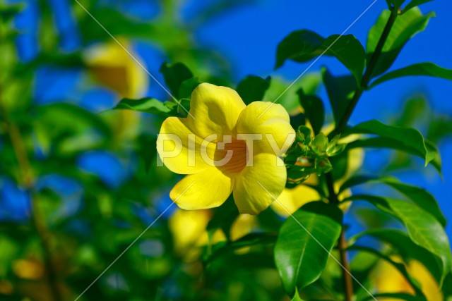 写真のタイトルが入ります