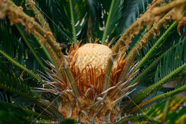 写真のタイトルが入ります