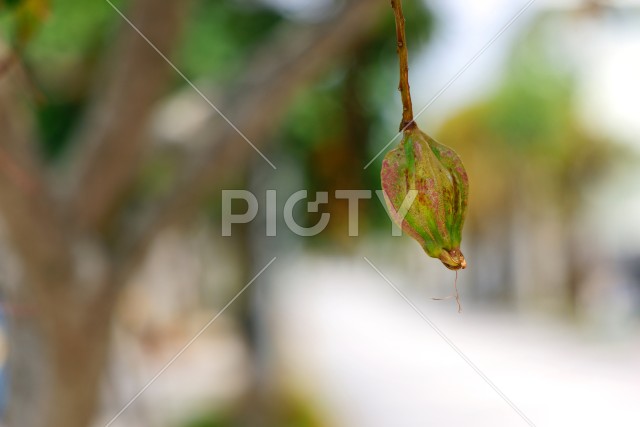 写真のタイトルが入ります