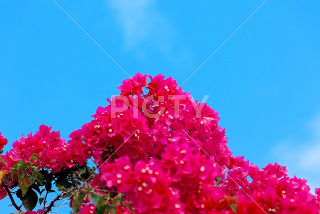 写真のタイトルが入ります