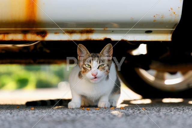 写真のタイトルが入ります