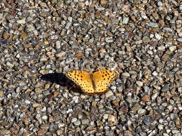 写真のタイトルが入ります