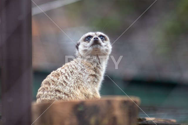 写真のタイトルが入ります