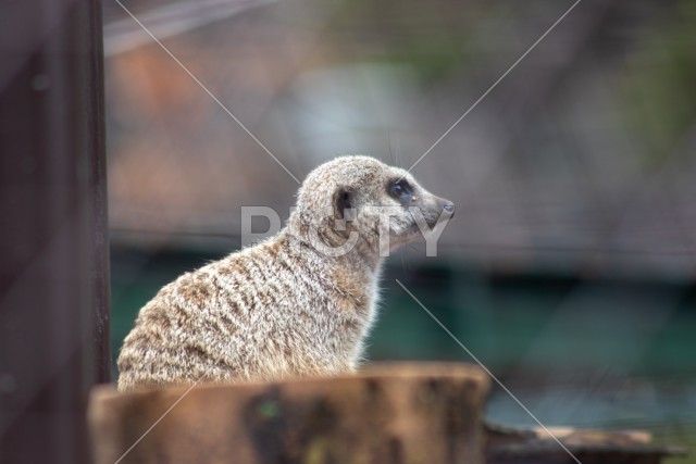 写真のタイトルが入ります