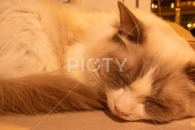 写真のタイトルが入ります