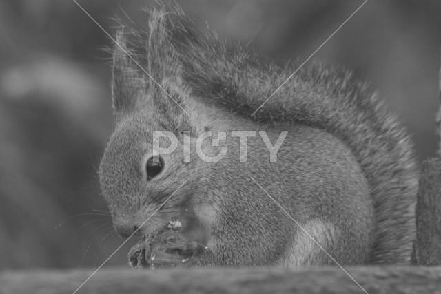 写真のタイトルが入ります